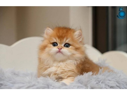 A kalite orange british longhair 