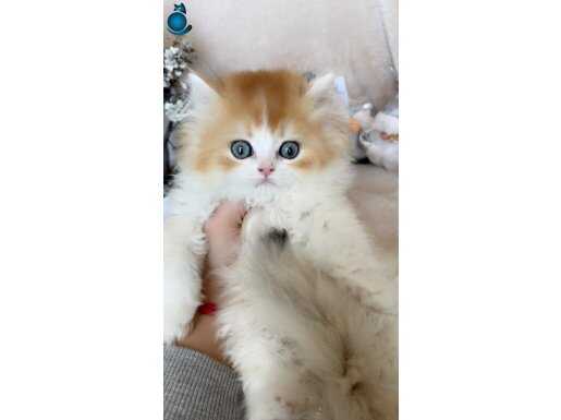 Show kalite british shorthair bı color 