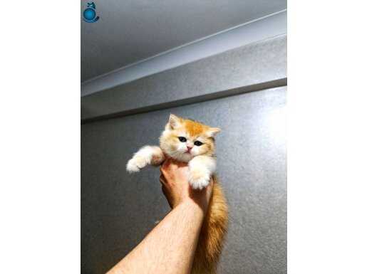 Orange son kalan bebeğimiz