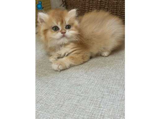 British longhair ny12 kızımız