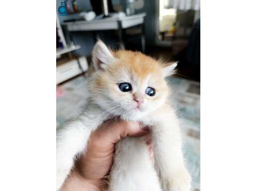 SHOW KALİTE ORANGE BRİTİSH SHORTHAİR 