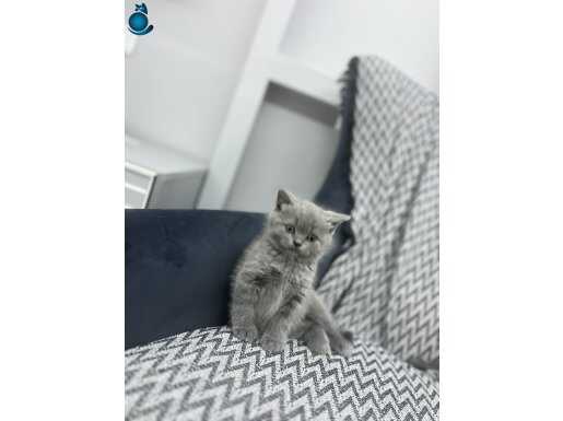 Güzel tip dışı bebik 