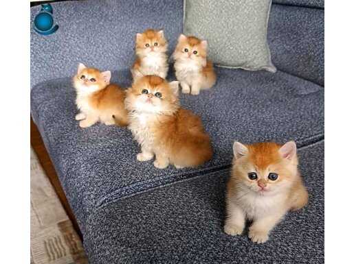 Show kalite orange british shorthair ve longhair bebeklerimi