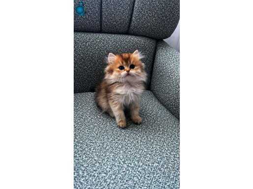 Show kalite british longhair orange 