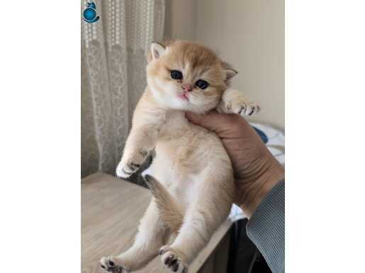 Show kalite orange british shorthair 