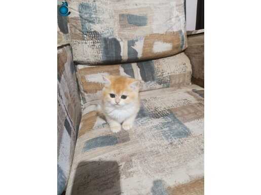 Show kalite orange british shorthair 