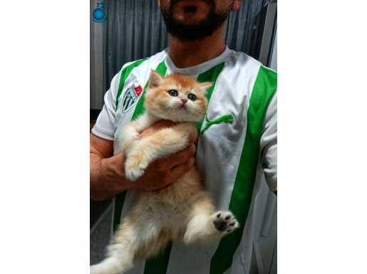 Show kalite anne baba şampiyon 