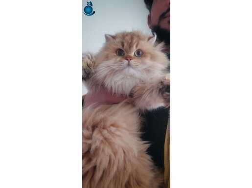 Show kalite bebek isteyenler ulaşabilirsiniz 
