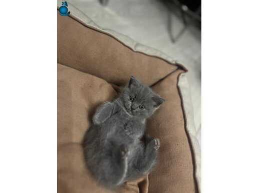 Blue british shorthair bebegimiz 