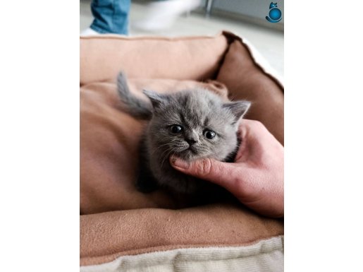 Show kalite micro bacak Cüce kedi 