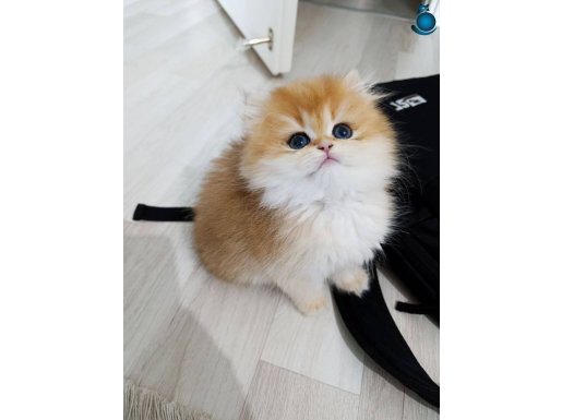 Çok aşırı oyuncu orange bebik