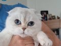 Show kalite point sıfır kulak dişi 