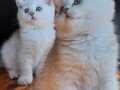 A kalite british shorthair bebekler