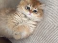 Orange erkek yavrumuz 