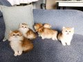 Show kalite orange british shorthair ve longhair bebeklerimi