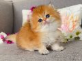 İyisini isteyene orange british longhair 