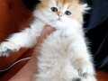 Orange british longhair 