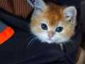 A kalite orange british shorthair 