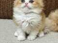 British longhair ny1203