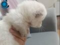 Show kalite munckin Cüce kedi yavrumuz 