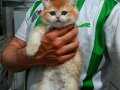 Show kalite iyisini isteyene 