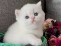 A kalite safkan british shorthair 