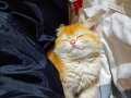 Çok özel orange british shorthair 