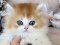 Show kalite british shorthair bı color 