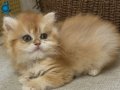 British longhair ny12 kızımız