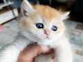 SHOW KALİTE ORANGE  BRİTİSH SHORTHAİR 