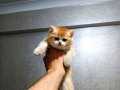 Show kalite orange british shorthair 