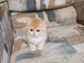 Show kalite orange british shorthair 