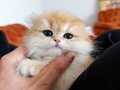 Orange blh bebik