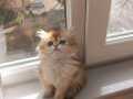 A kalite british longhair ny12 