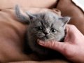 Show kalite micro bacak Cüce kedi 