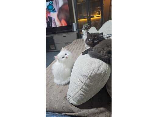 Saf güzellik british longhair bebeğim