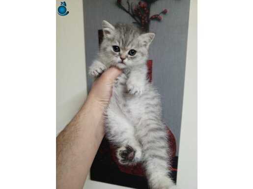 British Shorthair SilverPoint