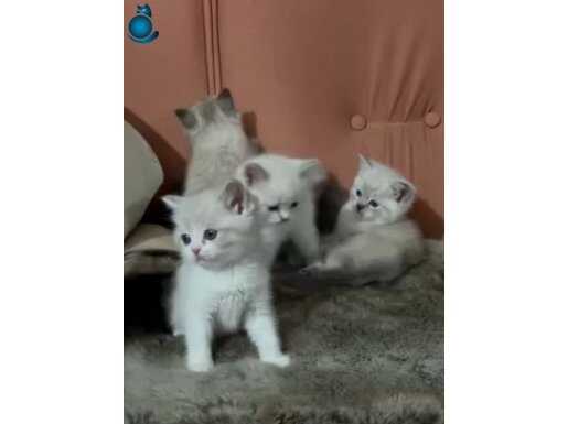 British Shorthair Bebekler