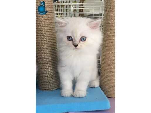 Safkan A Kalite British Longhair Bebekler