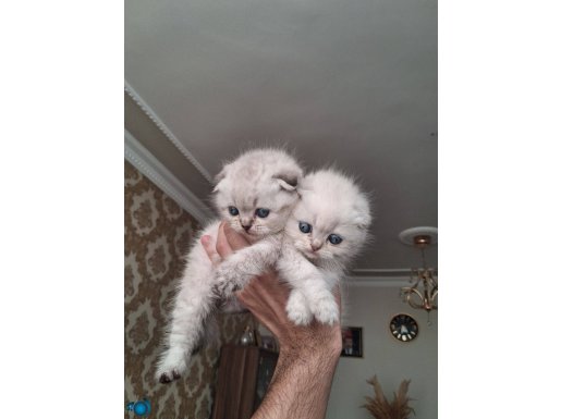 Mükemmel Güzellikte Bebek Scottishler