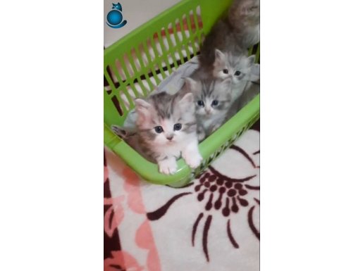 Birbirinden güzel özel renk british longhair bebekler