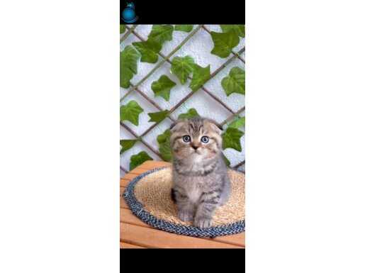 Scottish Fold Tabby 