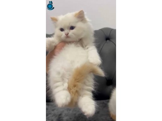 British Shorthair Bebekler