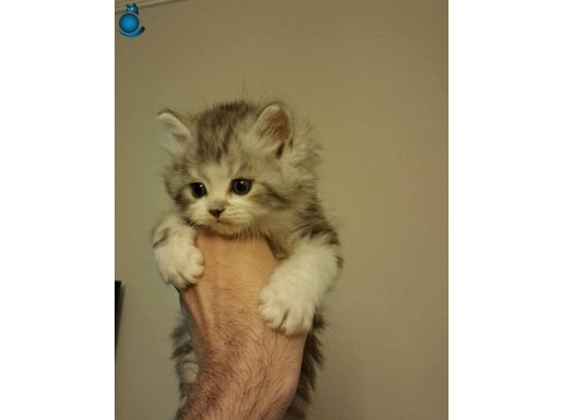 4 mükemmel kardeş British Longhair