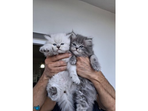 ASLAN YELELİ LONGHAIR BEBEKLER