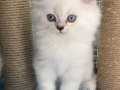 Safkan A Kalite British Longhair Bebekler