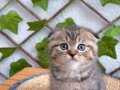 Scottish Fold Tabby 