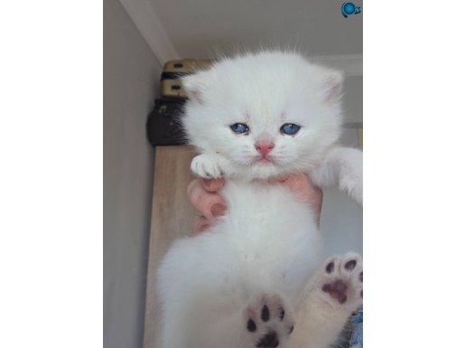 Safkan British Shorthair Aslan Surat Ny1133 Beyaz Kartanesi
