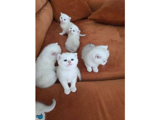 Muhteşem inciler bereket ve uğur getirmeye gelmek istiyorlar