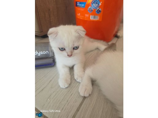 Cam göbeği maviş inci tanelerim artık yeni yuvaya hazırlar